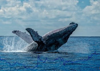 Whales are slowing down… should you worry?