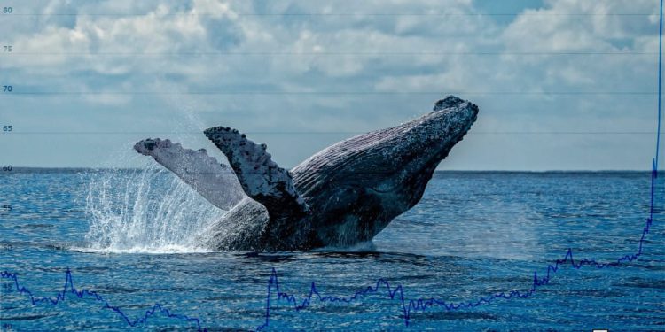 Whales are slowing down… should you worry?